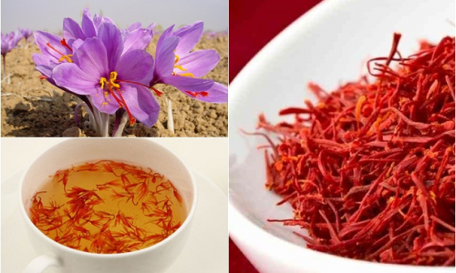 12 TÁC DỤNG KHÔNG NGỜ CỦA  NHUỴ HOA NGHỆ TÂY